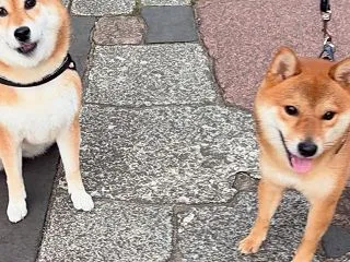 西郷山公園夕散歩 おやついただきました