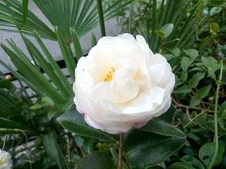 サザンカの朝倉が咲き進んでいます