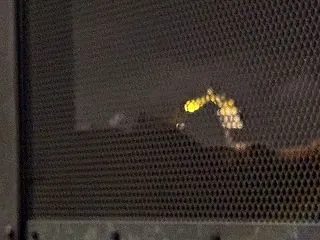 チップの山に害獣出現！！！