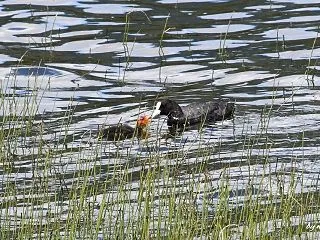 咥えた水草を雛鳥が受け取って～オオバン