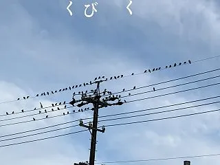 通勤の車列のびゆく空中にむく鳥ならび休む…