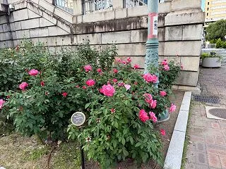昨日の中之島公園