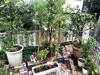 米ぬかぼかし肥使ってみた！ブルーベリーに…