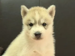シベリアンハスキー7頭の写真・動画を更新…