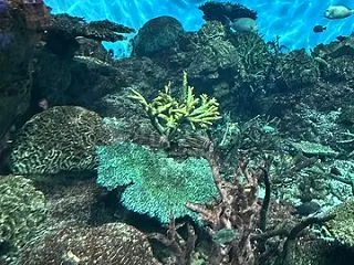 いおワールド鹿児島水族館３３