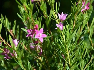 春から秋にピンクの花が咲くクロウエア（サ…