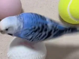 Amazonプライム感謝祭 と、ぴーたん…