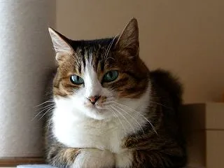 キャットタワーで見守るとらやんとちいかわ…