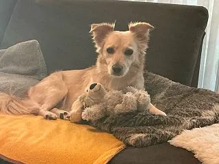ドイツのわんこのワイルドなおやつ事情