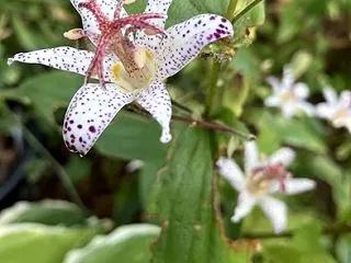 「白花ホトトギス」と「原種系シクラメン」…