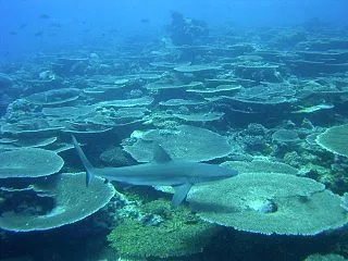 上陸してる