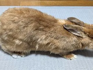 こちらもまだまだ