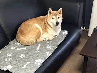 犬のほうは落ち着いてましたが……