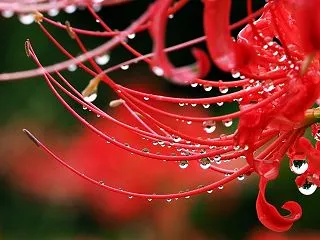 曼珠沙華が咲き誇る安達ヶ原ふるさと村にて…