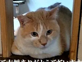 ありがとうございます。