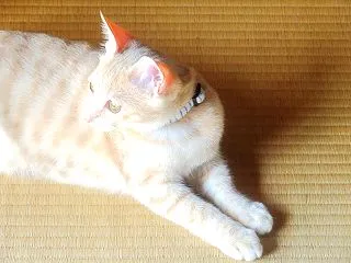 時々そら時々いなか （nya.3559）
