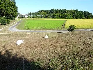 美味しい物は幸福感をもたらすって本当！