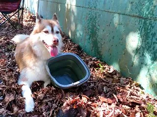 趣味はバケツ荒らし
