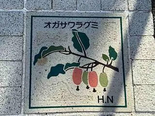 妄想 オガサワラグミ 歩道タイル 