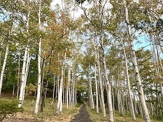 紅葉のシーズンはこれからですが、市内の木…