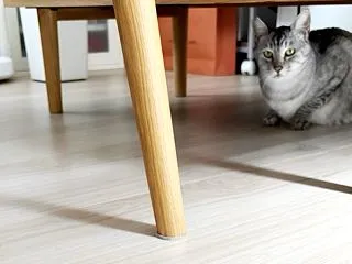 最近の私と今日の猫♪