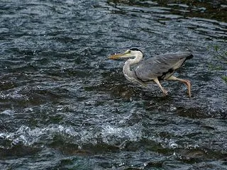 川に突っ込んだアオサギ