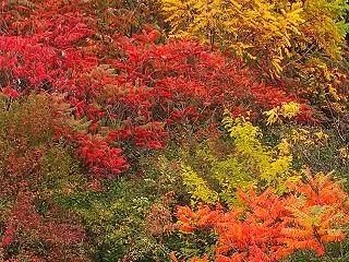 10月16日 今週末が紅葉（黄葉）のピー…