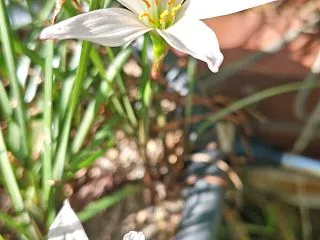 今日の花
