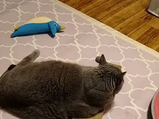 腎臓病で血便で高齢の猫に噛みつかれる