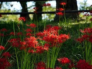 影のなかから、光の花を見ていた【あさひ舟…