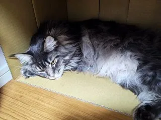 グッズめちゃくちゃでるじゃん…