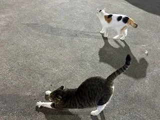 今夜も全員集合