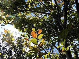 2026 庭の紅葉