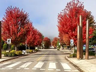 霧の朝