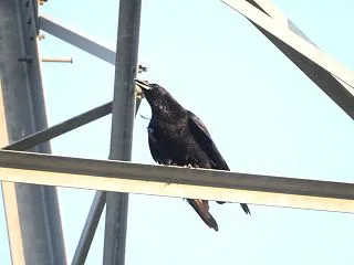カラスの目が見えた