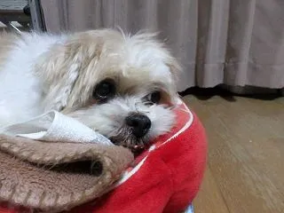 ももちゃんの憂鬱（ゆううつ）