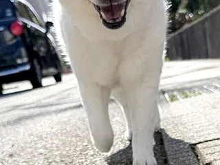 良い表情