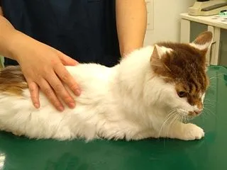 野生児、つらい現実【備忘録】