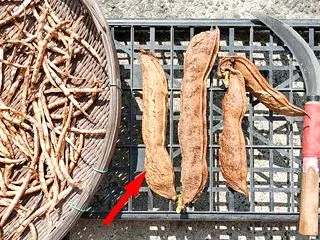 なた豆...確保？