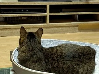 緊急地震速報？