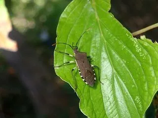 キバラヘリカメムシ