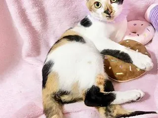 里親募集中★なるみちゃん★天真爛漫な可愛…