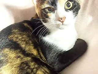 里親募集中★くるみちゃん★遊びが大好きで…
