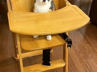 愛猫の「たわし」