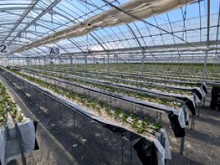 全品種 定植完了