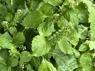青紫蘇が実を付けています。