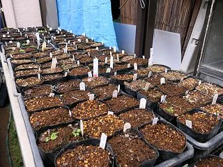 八重咲桜草の植替え準備～品種の整頓。。。…