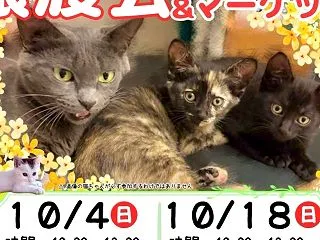 【お知らせ】10/18 譲渡会のご案内