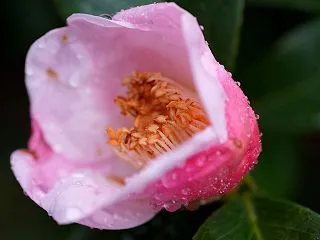 わが家の１０月の花（6） 雨の中 椿・西…