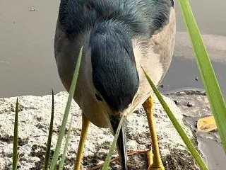 石神井公園,ゴイサギ